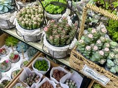 -循礼门鲜花花市(武汉循礼门店)