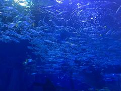 -海合安武汉极地海洋公园