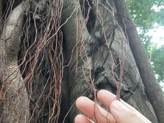 -九龙公园