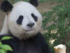 -深圳野生动物园