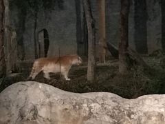 -清迈夜间动物园