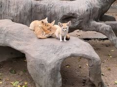 -上海野生动物园
