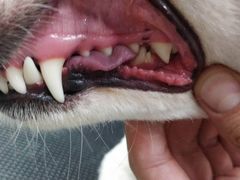 -PETKIT 小佩宠物·低压洗护·美容·寄养(安远店)