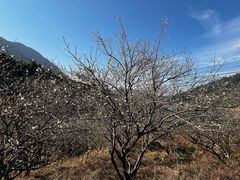 -广州市流溪河国家森林公园