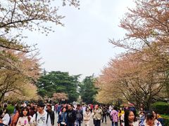 -武汉大学-樱园