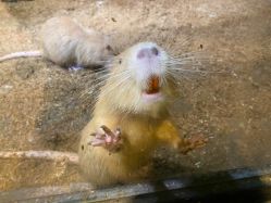 -酷嗒动物文化乐园(cutezoo西溪乐天城店)