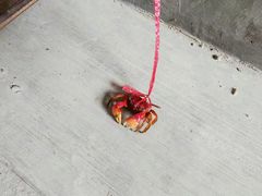 -黄埔古港