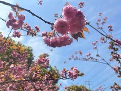 -高东镇樱花园