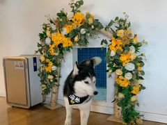 -Husky Go! 哈士奇体验馆·宠物咖啡厅狗咖