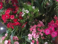 -武汉花鸟市场