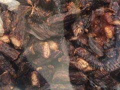 -都士牧人现烤牛肉干