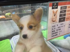 -宠物世家(仲盛世界商城店)