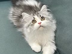 -lincat·猫舍(广州店)