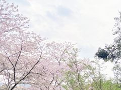 -武汉大学-樱园