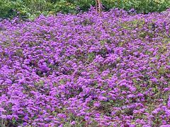 -草庵摩尼教遗址公园