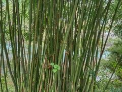 -重庆彩云湖湿地公园