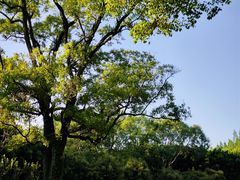 -采石矶景区