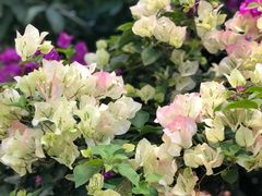 -双季花艺园艺市场(浦东店)