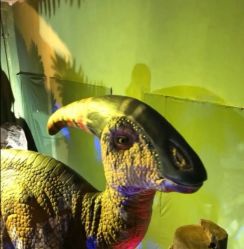 -恐龙探索乐园(磁器口店)