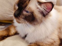 -啵啵喵·猫咖(攀华国际店)