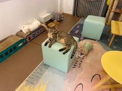 -猫在这儿猫咪咖啡馆·撸猫馆