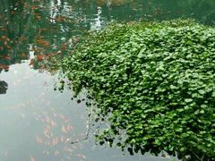 -普陀山风景名胜区-法雨禅寺