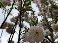 -观澜湖生态运动公社