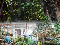 -正佳雨林生态植物园