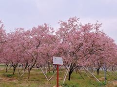 -天适樱花悠乐园