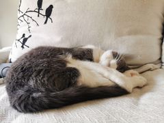 -柚子猫舍·精品猫舍购猫·猫咪认养·购宠·宠物店