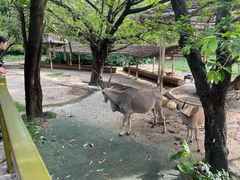 -深圳野生动物园