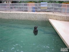 海豹1-绿色时代大酒店