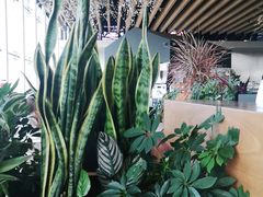 -Seesaw Coffee(朝阳大悦城店)