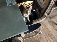 -more than meow吴止猫主题餐厅(承德 中船汇店)