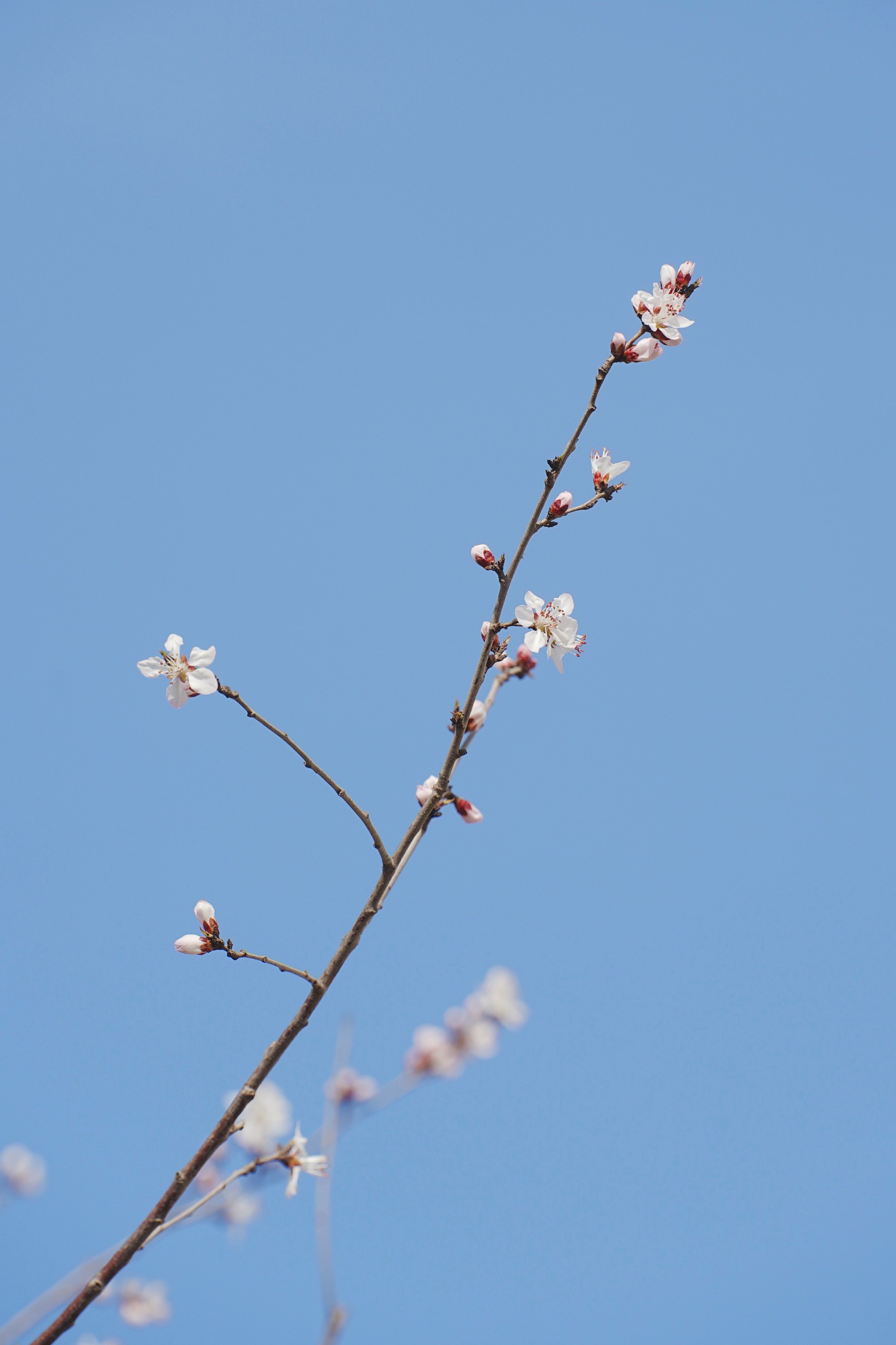 红艳桃花3朵男命图片