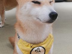 -逗柴咖啡屋·狗咖猫咖宠物桌游