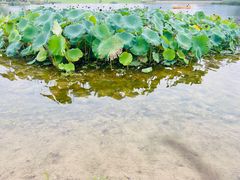 -上海植物园-4号门售票处