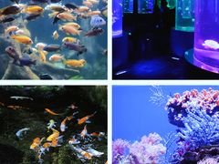 -南昌海洋公园