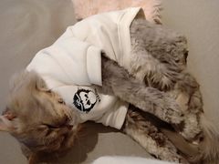 -喵屿·大理花园猫咖