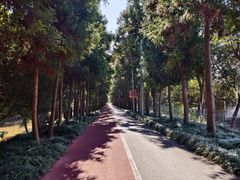 -上海长兴岛郊野公园