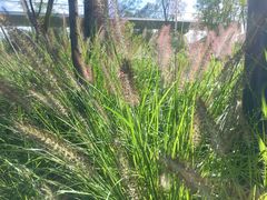 -白鹭湾湿地公园