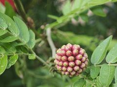 -金鸡岭桥头公园