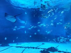 -烟台海昌鲸鲨海洋公园