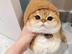 -欣宠猫屋·矮脚拿破仑·蓝金金渐层