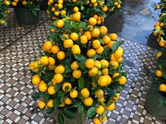 -细村农贸综合市场