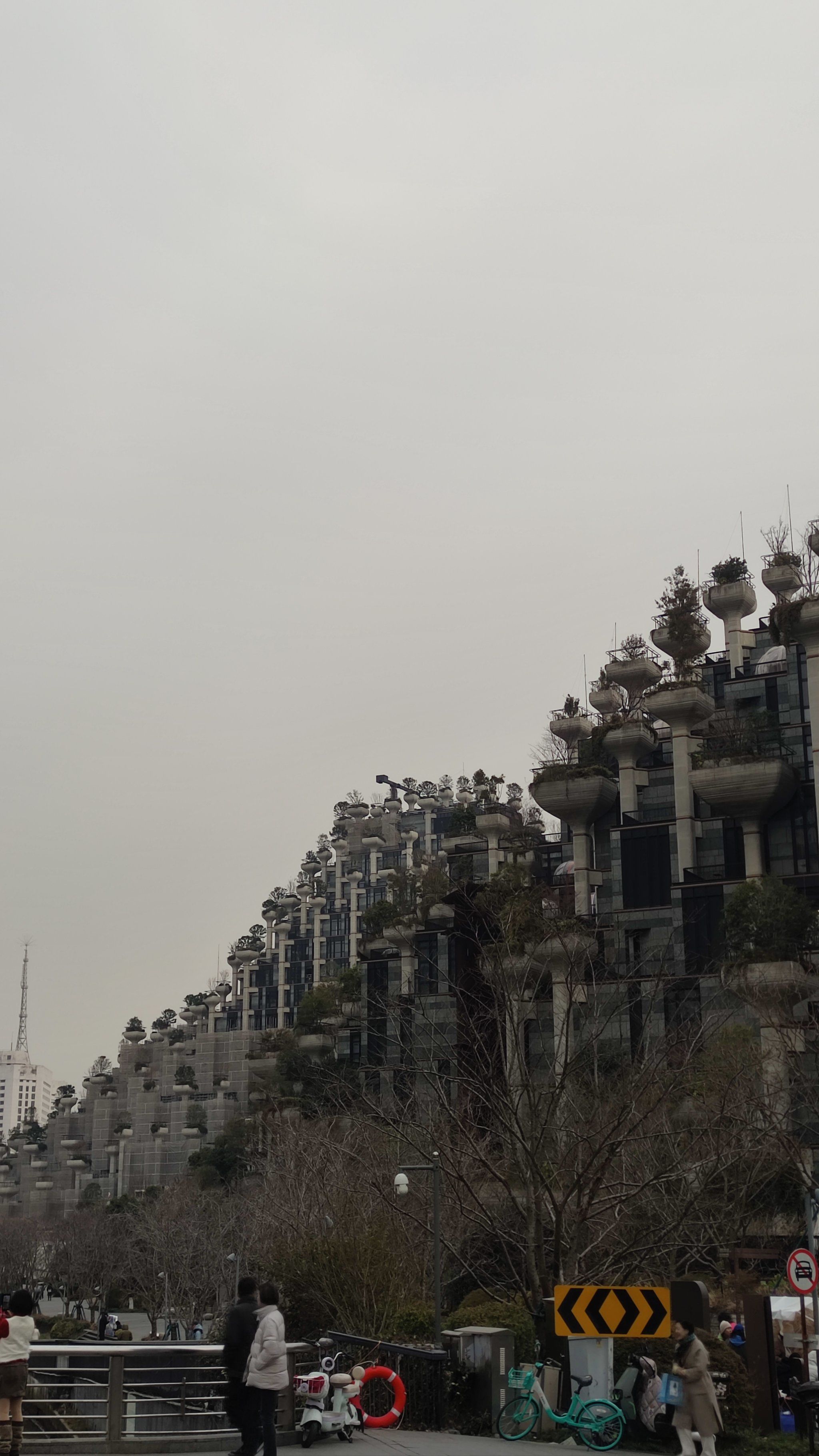 网红天安千树,到底值不值得去!