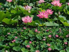 -南翠屏公园