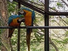 -深圳野生动物园