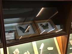 -上海大自然野生昆虫馆(东方明珠·爬宠昆虫探索中心)