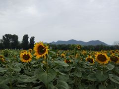 -北京东方普罗旺斯薰衣草庄园